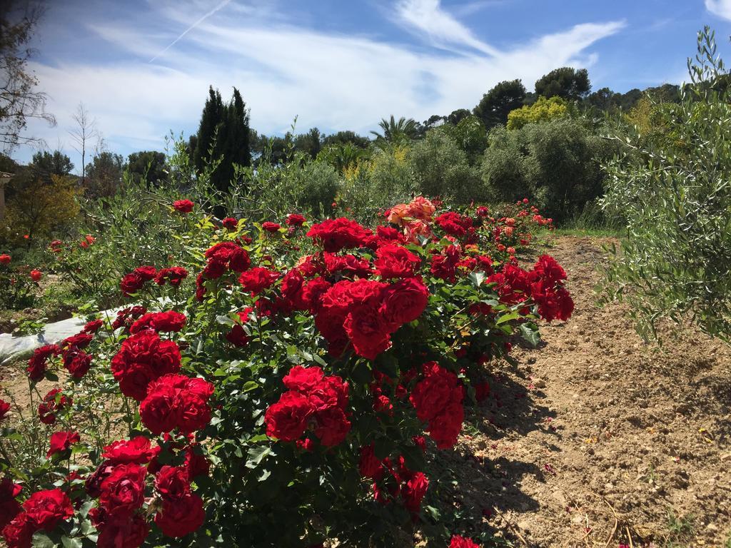 Le Clos De La Chevre Sud La Cadiere-d'Azur Exterior foto